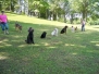 Obedience Training
