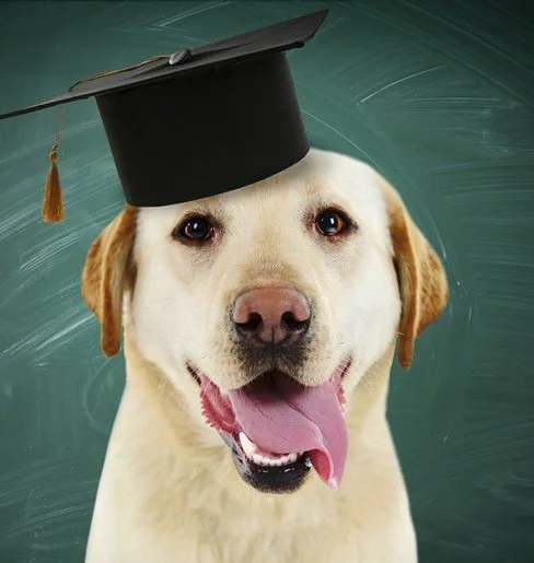 Puppy Class